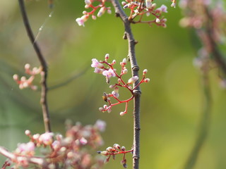 pink flower Averrhoa carambola star fruit Magnoliophyta