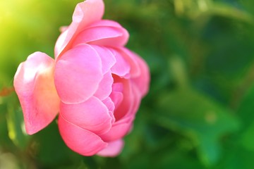 Rose flower. Pink  rose close-up in the sun in the garden. Floral  background.