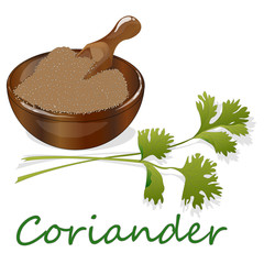 Fresh coriander or cilantro herb.Coriander powder in the cup. Vector illustration isolated.