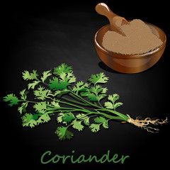 Fresh coriander or cilantro herb.Coriander powder in the cup. Vector illustration isolated.