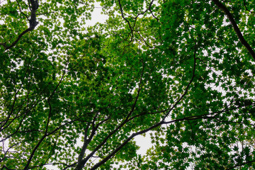 Green trees in the park at Namiseom