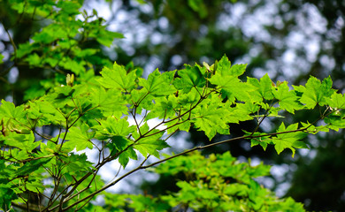 Green trees in the park at Namiseom