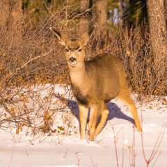 Alert Mule Deer in Winter