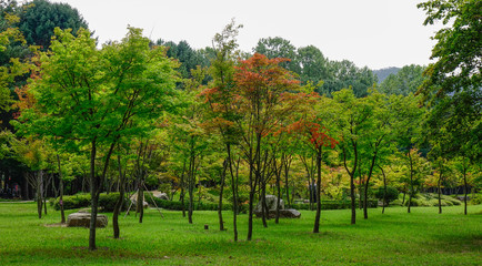 Naklejka premium Maple leaves in autumn