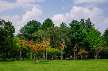 Maple leaves in autumn