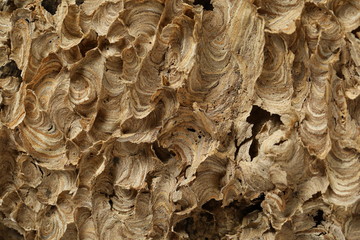 Empty wasps nest