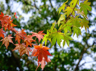 Fototapeta premium Maple leaves in autumn