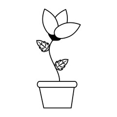 potted flower decoration
