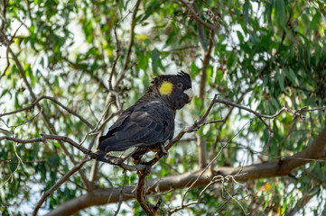 Yellow Tailed Black Cockatoo