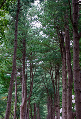 Green trees in the park at Namiseom