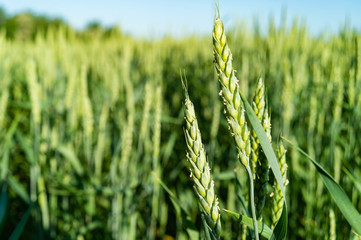 Ears of wheat on a spring green field