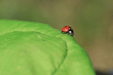 Ladybug trip