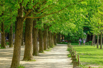 Green trees in the park at Namiseom