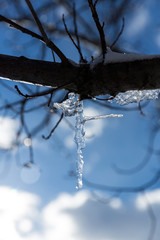 Icicle hanging from a tree branch against a beautiful blue sky