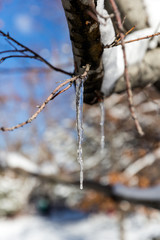 Icicle hanging from a tree branch against a beautiful blue sky