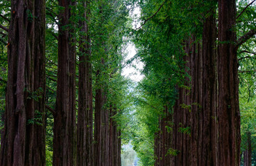 Green trees in the park at Namiseom