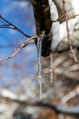 Icicle hanging from a tree branch against a beautiful blue sky