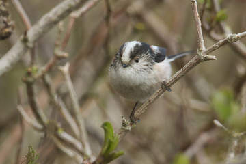 A stunning Long-tailed Tit (Aegithalos caudatus) perched on a branch of a tree.	