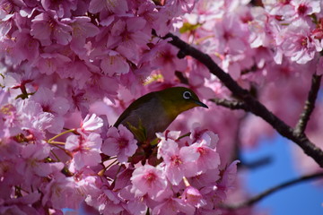 桜の花
