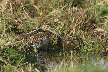 A stunning Snipe (Gallinago gallinago) standing at the waters edge.