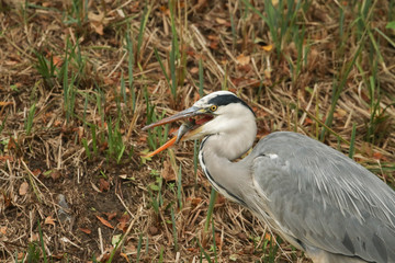 A head shot of a Grey Heron (Ardea cinerea) eating a perch fish on the bank at the edge of a lake.	