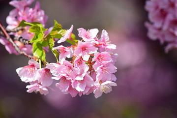 桜の花