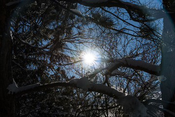 Sun flare showing through snow covered tree branches