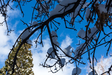 Dark snow branches covered in front of a blue sky with wispy clouds