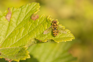 Hoverfly Resting on a Green Leaf.