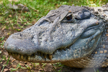 Close up of Head of a huge Black Caiman Alligator. Guyana South America