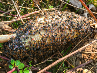 closeup of bees on honeycomb
