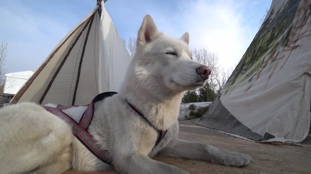 White dog Husky lies on wooden planks - two tents - winter - sniffs the boards