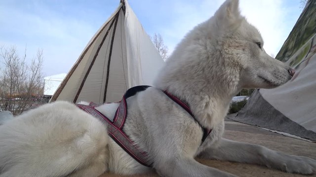 White dog Husky lies on wooden planks - two tents - winter - turns his head - pink nose - glass eyes