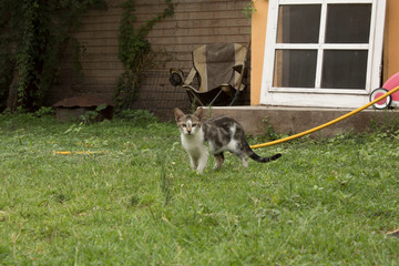 Gato infante pequeño