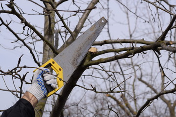 Cutting a tree branch with a hand garden saw.