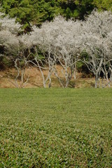 茶畑と桜