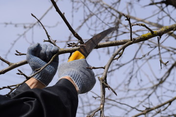 Cutting a tree branch with a hand garden saw.