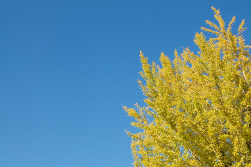 Beautiful Gingko three with his colored yellow leaves