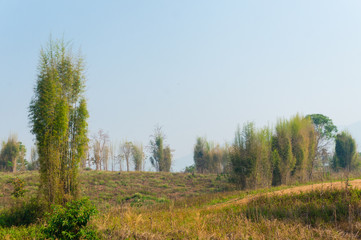 trees in forest landscape and mountains view with haze at summer of Thailand
