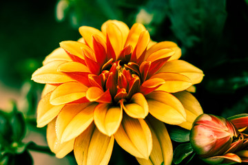 Beautiful Flower in Thailand Arboretum