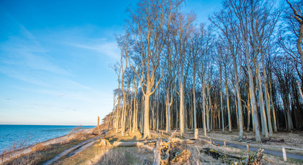 Obraz premium tree in winter