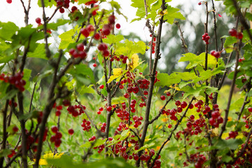 Fototapeta premium Ripe red currant grows on the branches of a Bush, useful berries, background