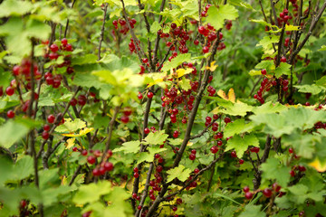 Ripe red currant grows on the branches of a Bush, useful berries, background