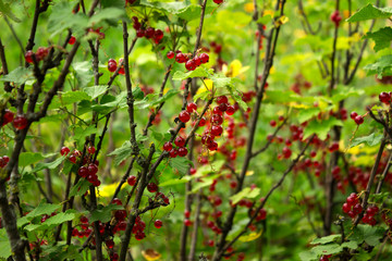 Ripe red currant grows on the branches of a Bush, useful berries, background