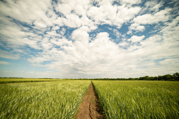Field of green wheat landscape beautiful sky agriculture
