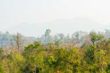 trees in forest landscape and mountains view with haze at summer of Thailand