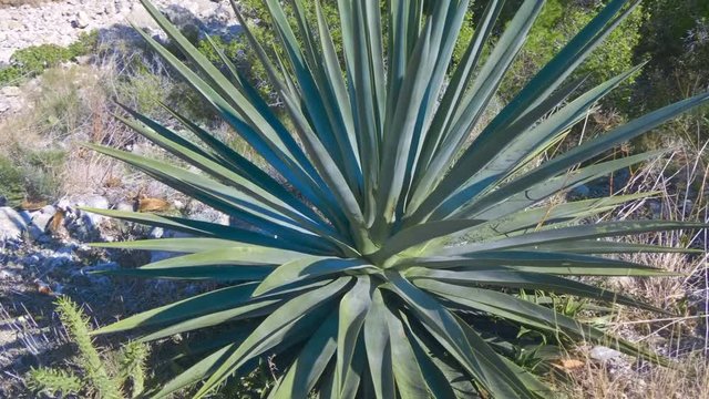 Agave cactus grows well on dry, stony soil in the mountains of Spain. Shot in motion