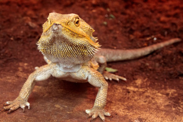 Bearded dragon (Pogona vitticeps), selective focus on eyes and scales