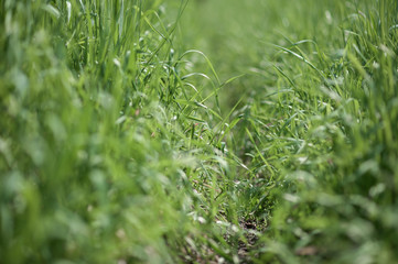 young green grass
