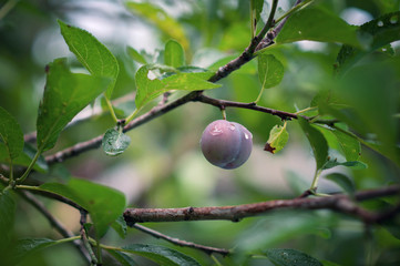 plum weighs on tree drops on foliage after rain